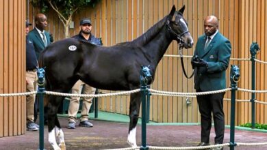Weanling Half Sister to Honor Code sells for $1.5 million