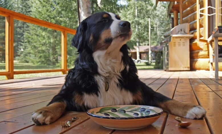 10 Best Fresh Dog Food Brands for Bernese Mountain Dogs in 2022