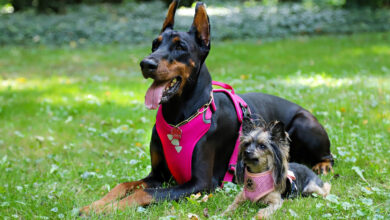 The 10 Best Dog Harnesses