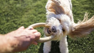 The best dog toys for your dog's personality - Dogster