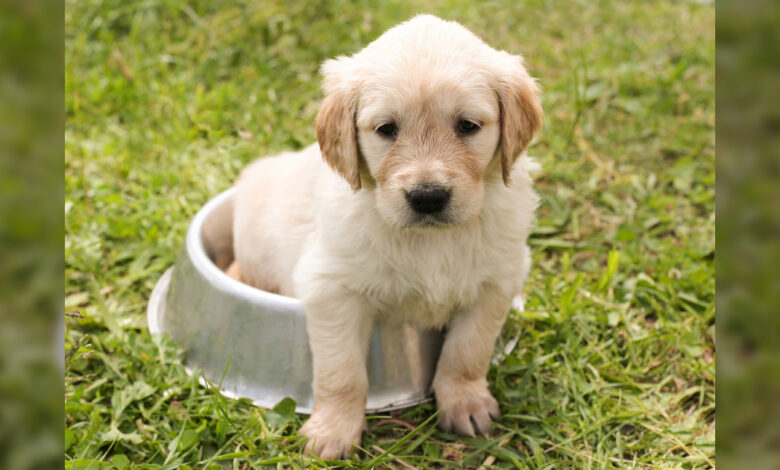 The 10 Best Puppy Foods