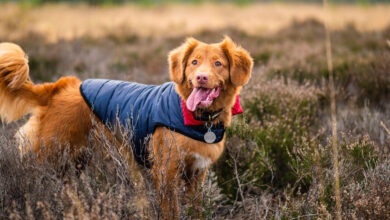 The 10 Best Winter Jackets For Dogs & Top Cold Weather Gear