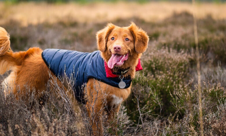 The 10 Best Winter Jackets For Dogs & Top Cold Weather Gear