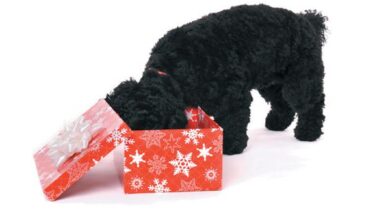 Holiday gift cards for dog lovers - Dogster