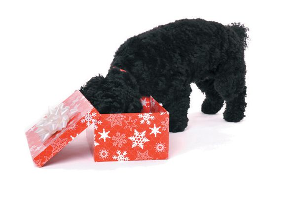 Holiday gift cards for dog lovers - Dogster