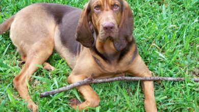 10 Best Fresh Dog Food Brands for Bloodhounds in 2022