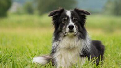 20 foods for Border Collies with sensitive stomachs