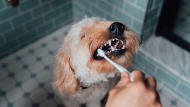The easy solution to brushing your dog's teeth - Dogster