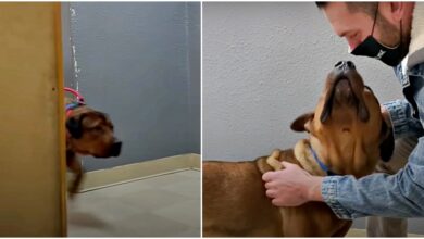 Violent dog is led into the meeting and greeting room of the shelter, the adventurer hides