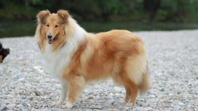 10 Best Fresh Dog Food Brands for Collies in 2022