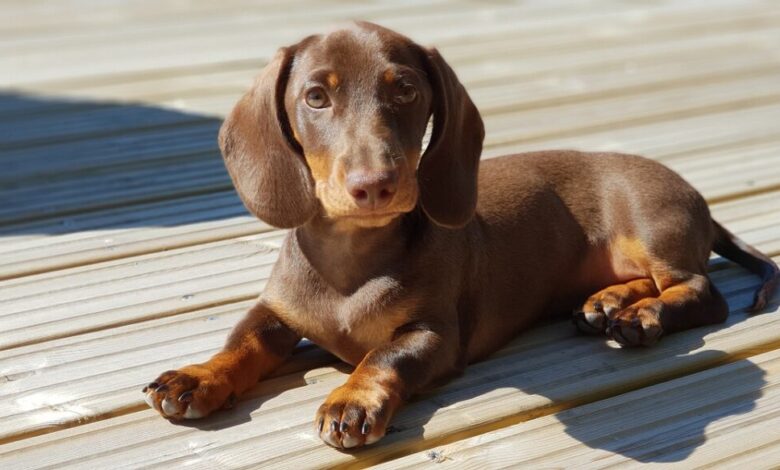 10 Best Fresh Dog Food Brands for Dachshunds in 2022