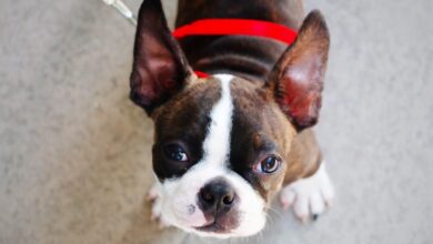 10 Best Fresh Dog Food Brands for Boston Terriers in 2022