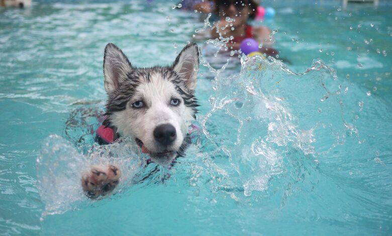 20 Husky owners share the best shampoos for itchy and sensitive skin