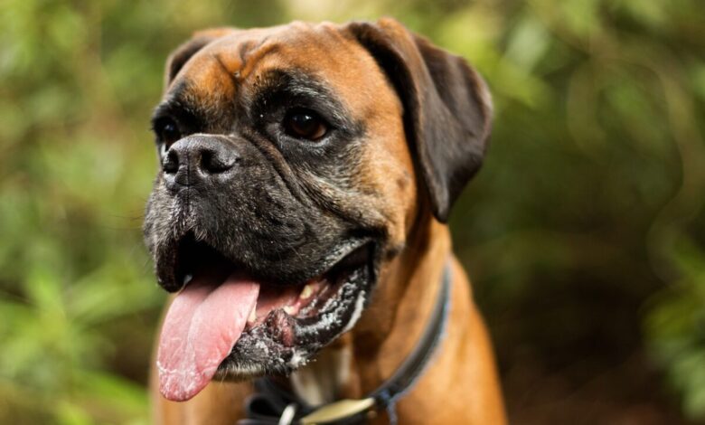 10 Best Fresh Dog Food Brands for Boxers in 2022