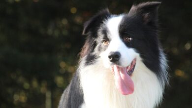 10 Best Fresh Dog Food Brands for Border Collies in 2022