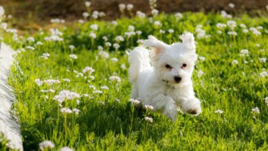 4 Best Supplements for Maltese Puppies (+1 to Avoid)
