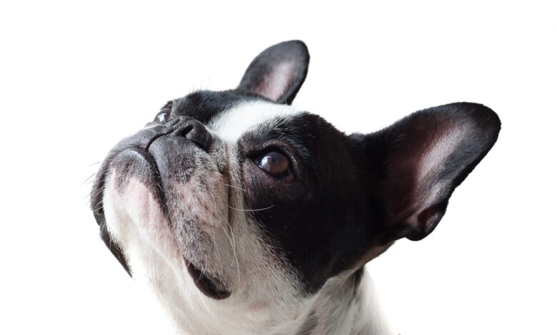 The 20 Best Foods for Frenchies with Allergies