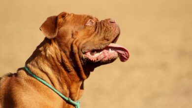10 Best Fresh Dog Food Brands for Dogues De Bordeaux in 2022