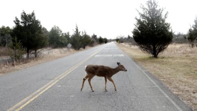 Study says permanent daylight saving time would prevent 37,000 collisions with deer