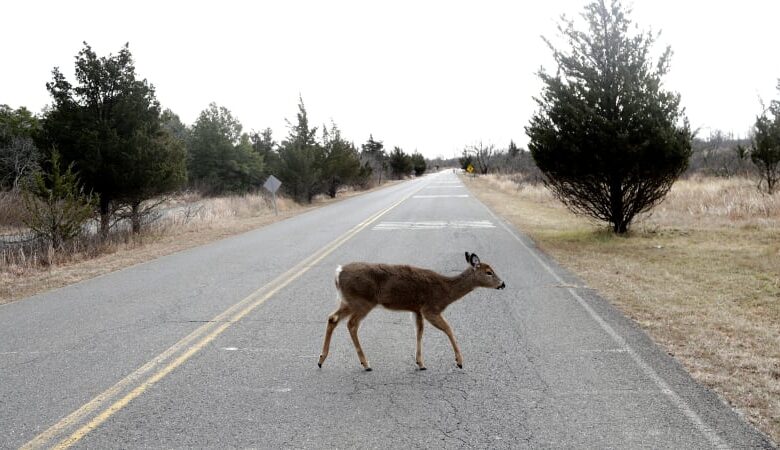 Study says permanent daylight saving time would prevent 37,000 collisions with deer