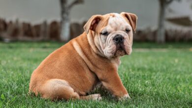 The 20 Best Foods for Bulldogs with Allergies