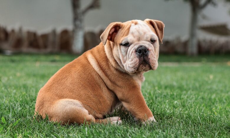 The 20 Best Foods for Bulldogs with Allergies