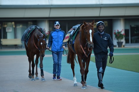 This could be the year for foreign athletes at the Japan Cup