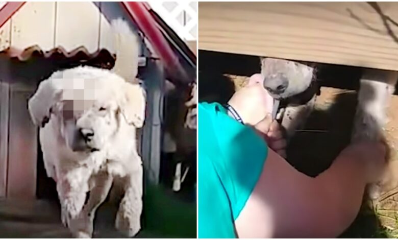 The dog "Left For Dead" came to Barreling Over, then sabotaged the rescue
