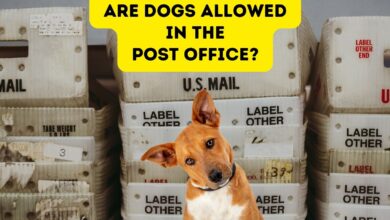 Are dogs allowed in the Post Office?