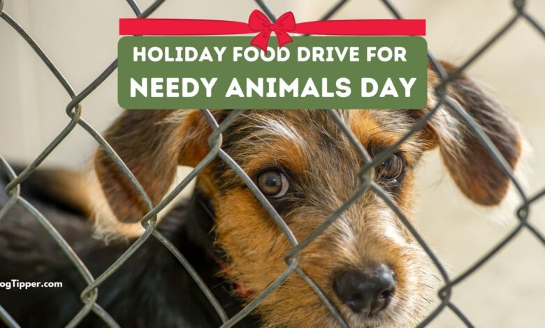 How to help with your own pet food drive on Holiday Food Drive for Needy Animals Day