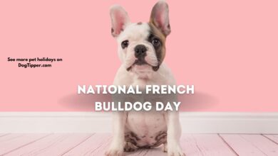 The Frenchie is celebrated every year on National French Bulldog Day.
