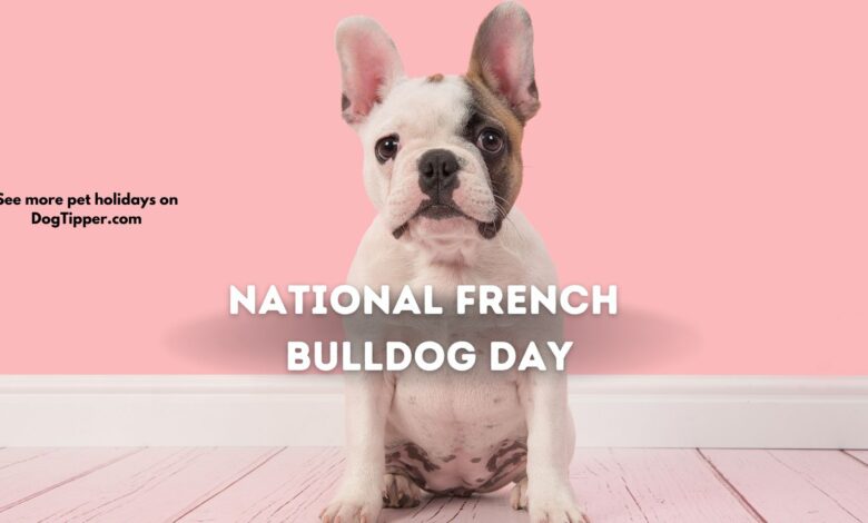 The Frenchie is celebrated every year on National French Bulldog Day.