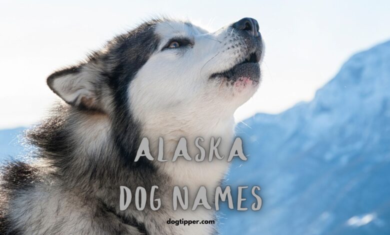 Alaskan Dog Names including Inuit names, most popular baby names in Alaska and Alaska cities