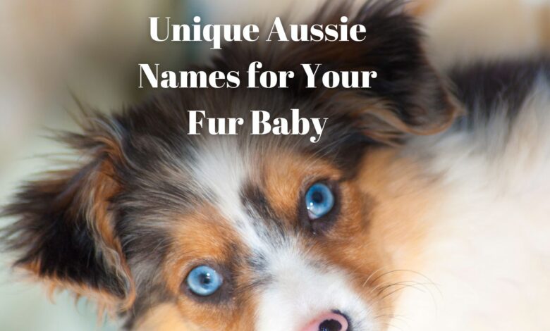 Unique Australian Shepherd Names for Your One-of-a-Kind Fur Baby 🐶