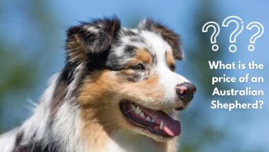 What is the price of an Australian Shepherd?
