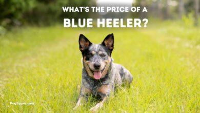 Price of a Blue Heeler at a Breeder, Breed Rescue or a Shelter