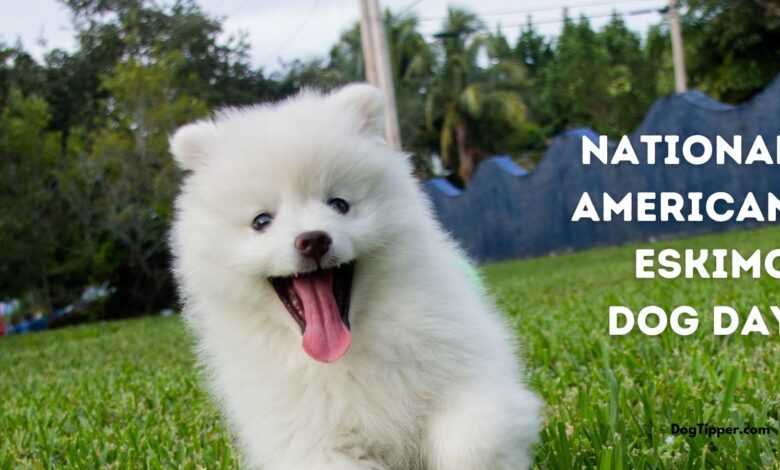 Celebrate American Eskimo Dog Day