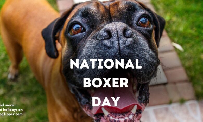 January means National Boxer Day
