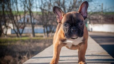 10 Best Fresh Dog Food Brands for French Bulldogs in 2022