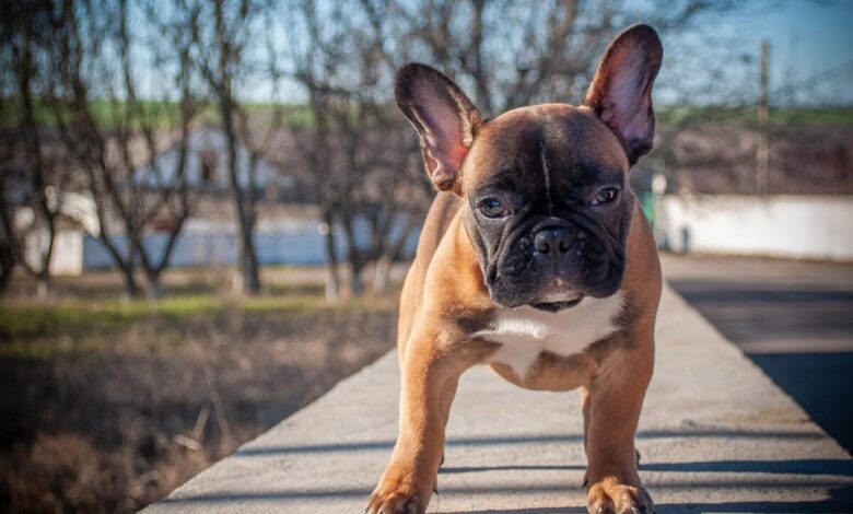 10 Best Fresh Dog Food Brands for French Bulldogs in 2022