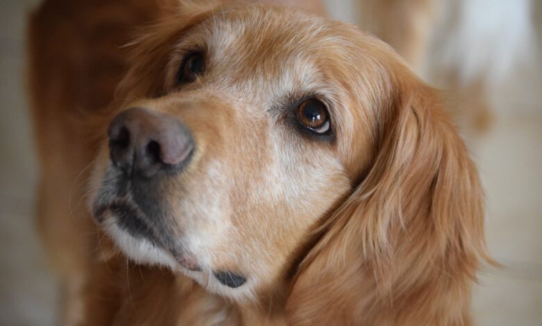 The 20 Best Foods for Golden Retrievers with Allergies