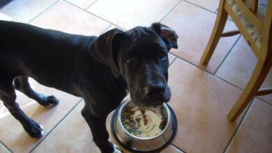 10 Best Fresh Dog Food Brands for Great Danes in 2022