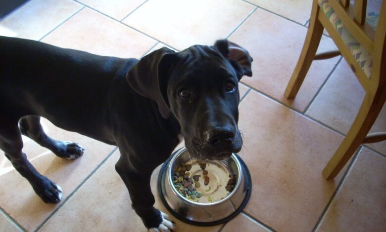 10 Best Fresh Dog Food Brands for Great Danes in 2022