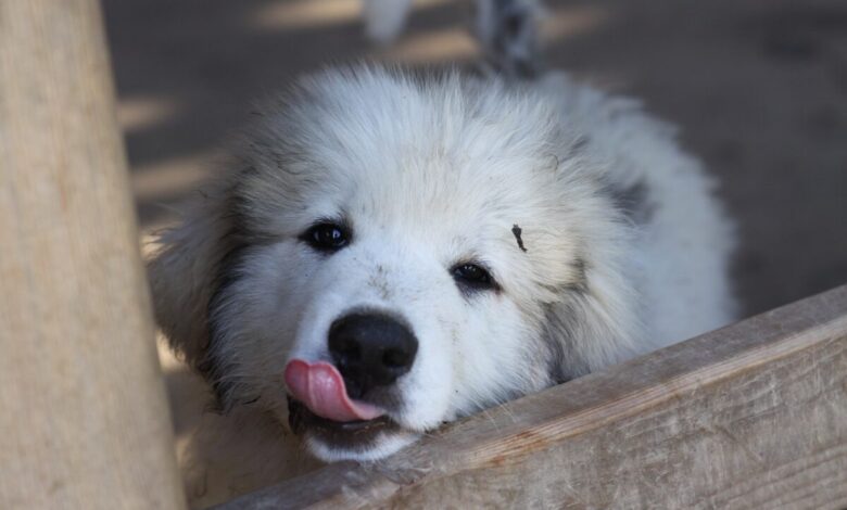 4 Best Supplements for Great Pyrenees Puppies (+1 to Avoid)