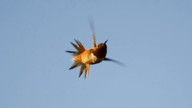 Hummingbird drives 500 miles in warmer weather