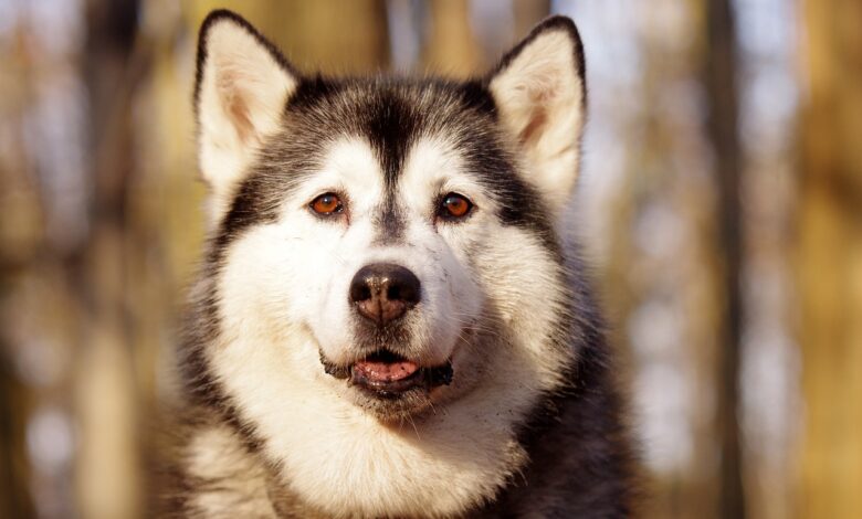 The 20 best foods for Husky with allergies