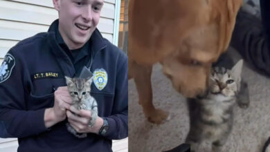 The story of two kittens and their canine friend provides a reminder for cold days