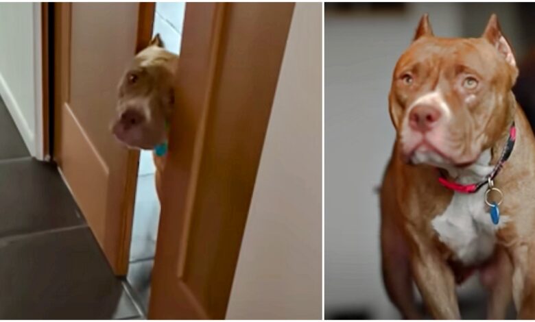 The loving Pittie dog turned into a hostile dog has 11 reasons why the adoptive mother has to fight
