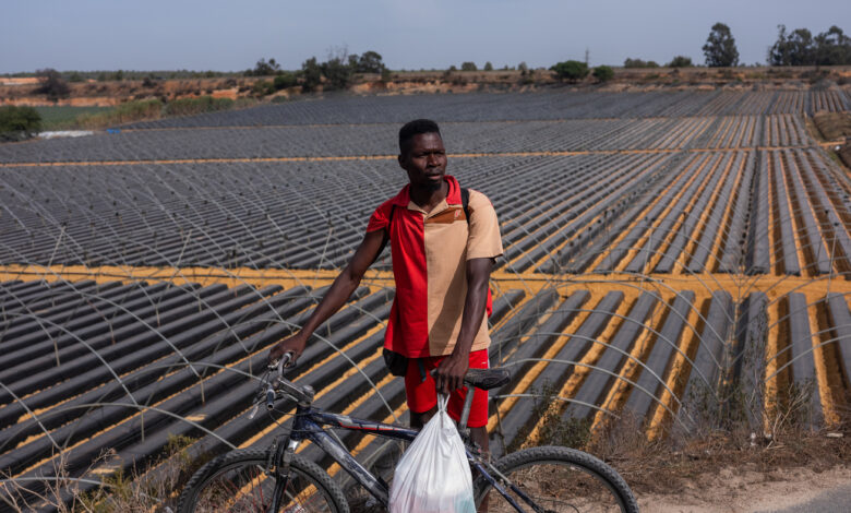 These are the migrants who plant and pick strawberries in your supermarket : NPR
