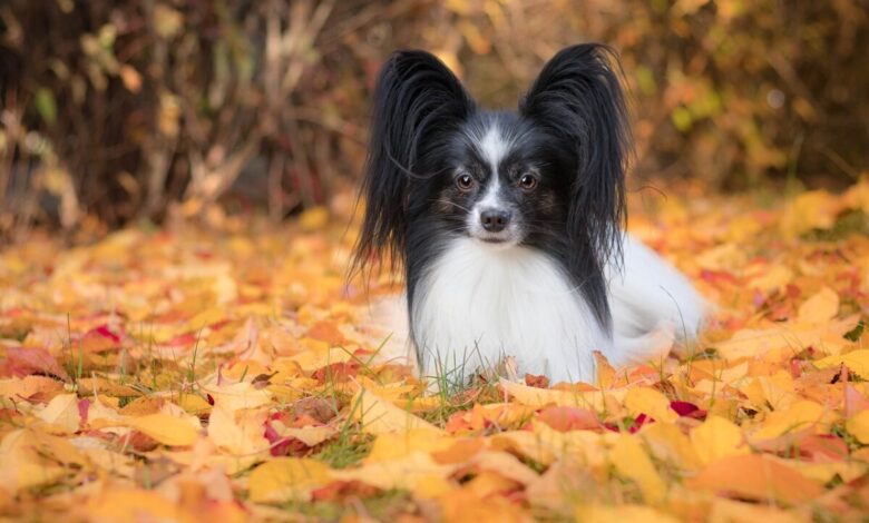 10 Best Fresh Dog Food Brands for Papillons in 2022